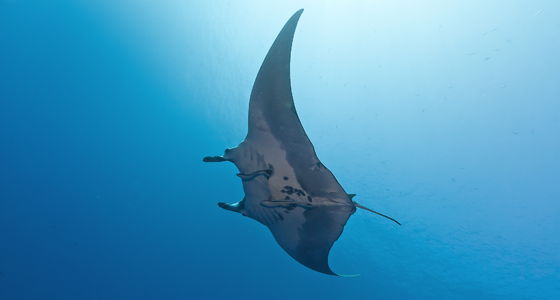 Manta Ray Diving Sharm EL Sheikh